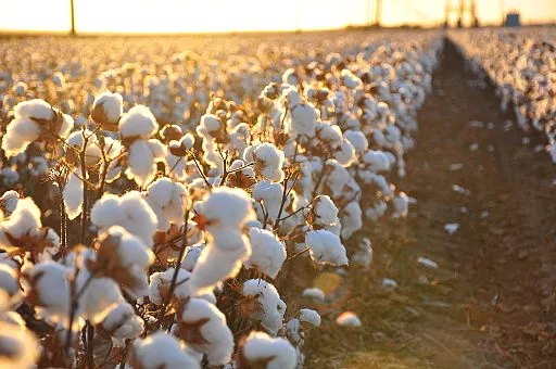 Eco-responsable et éthique 1 512px Cotton field kv17